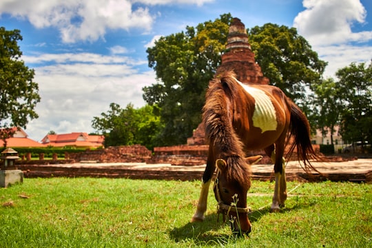 brown horse on grass field in Chiang Mai Thailand