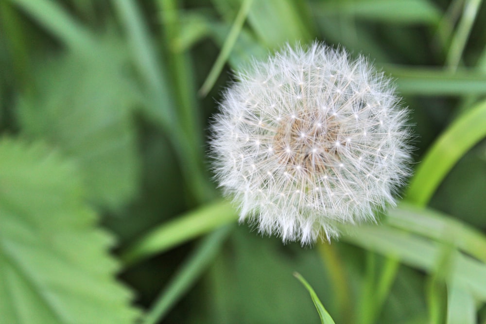 Un primer plano de un diente de león en un campo