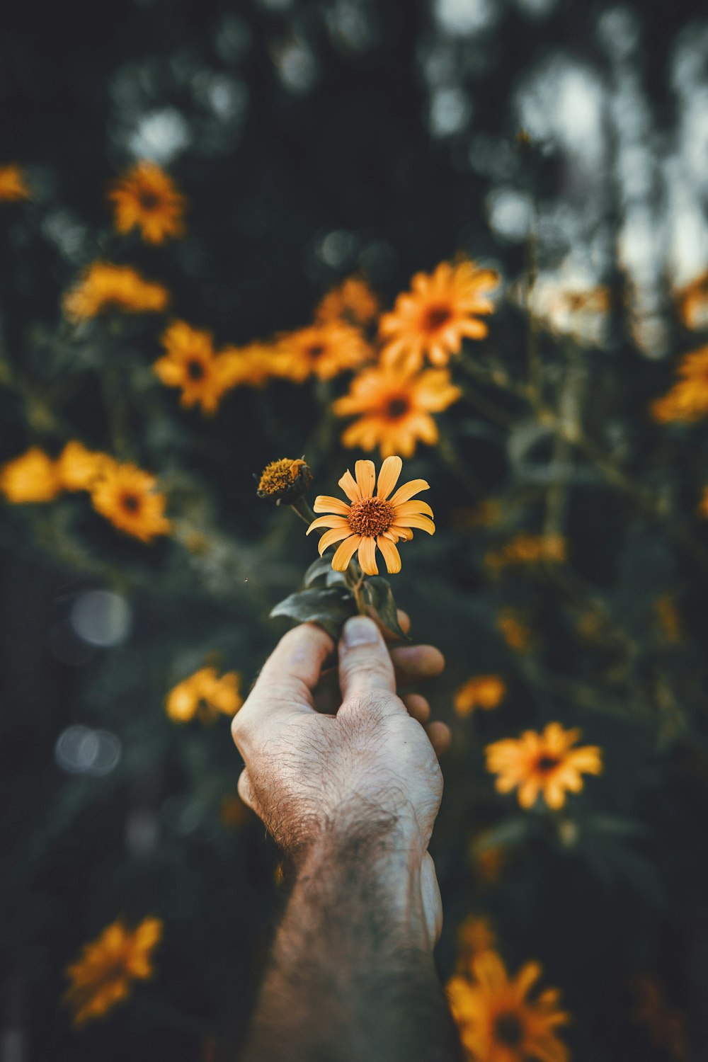 person holding orange daisy flower