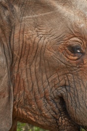 brown elephant