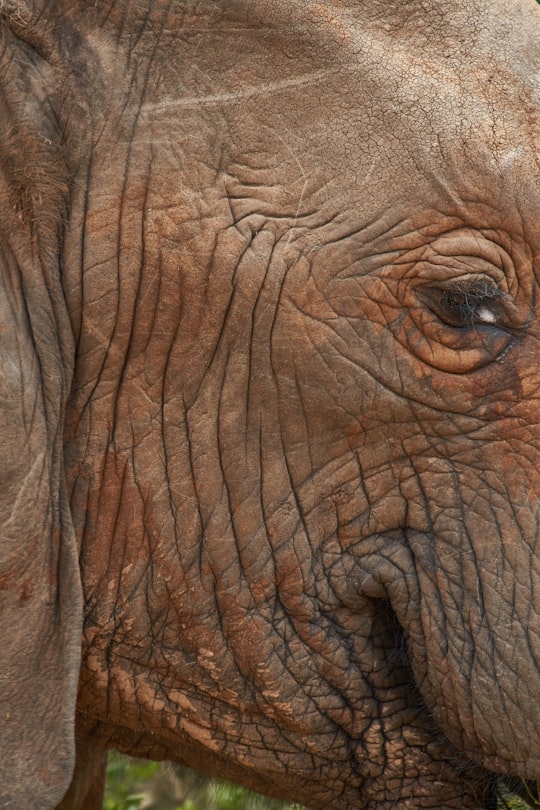 brown elephant in Addo Elephant National Park South Africa