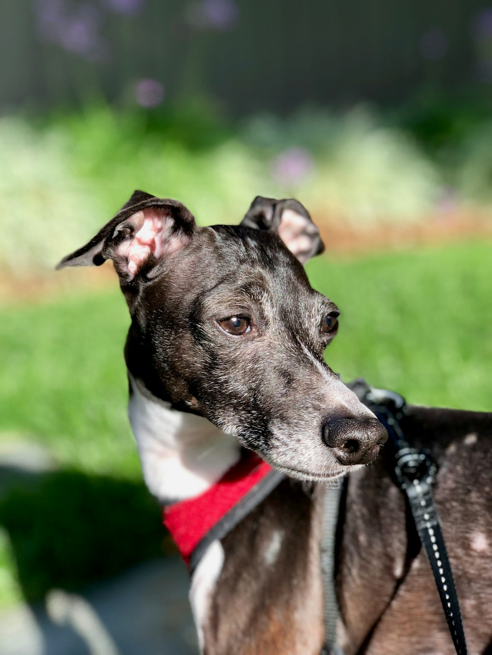 short-coated black and white dog in shallow focus photography