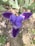 A close-up of a vibrant purple iris flower with delicate, textured petals and intricate white veining at the center. The background shows patches of green leaves and some brown soil, creating a natural setting.