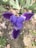 A close-up of a vibrant purple iris flower with delicate, textured petals and intricate white veining at the center. The background shows patches of green leaves and some brown soil, creating a natural setting.