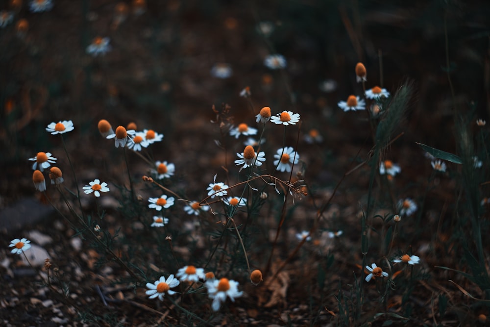 campo de flores de pétalos blancos