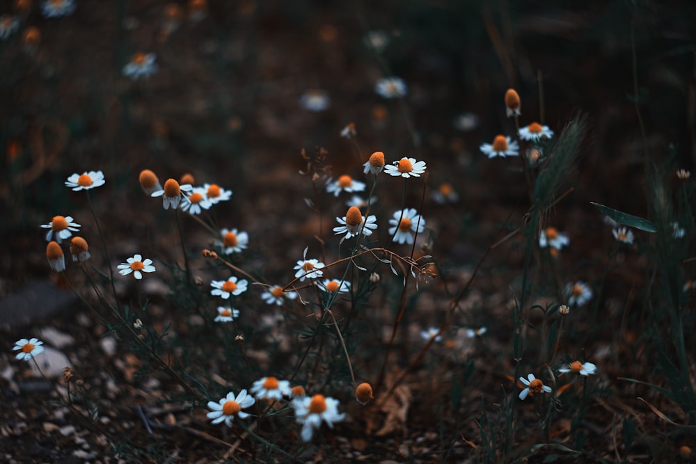 champ de fleurs à pétales blancs