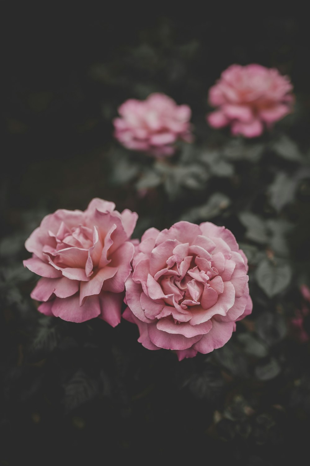 selective focus of two pink petaled flowers