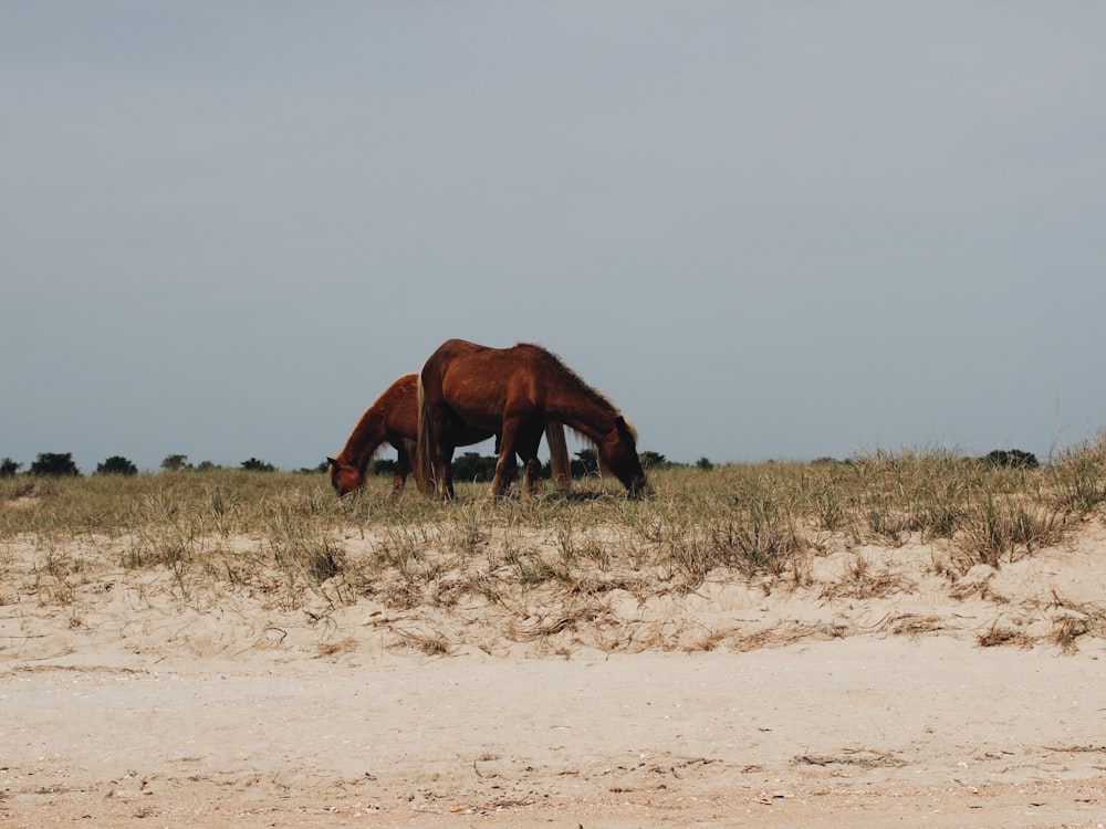 two horse eating grass