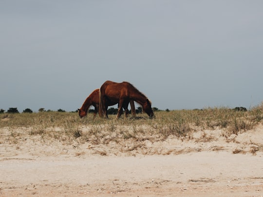 Shackleford Banks things to do in Emerald Isle