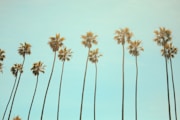 low angle photography coconut tree