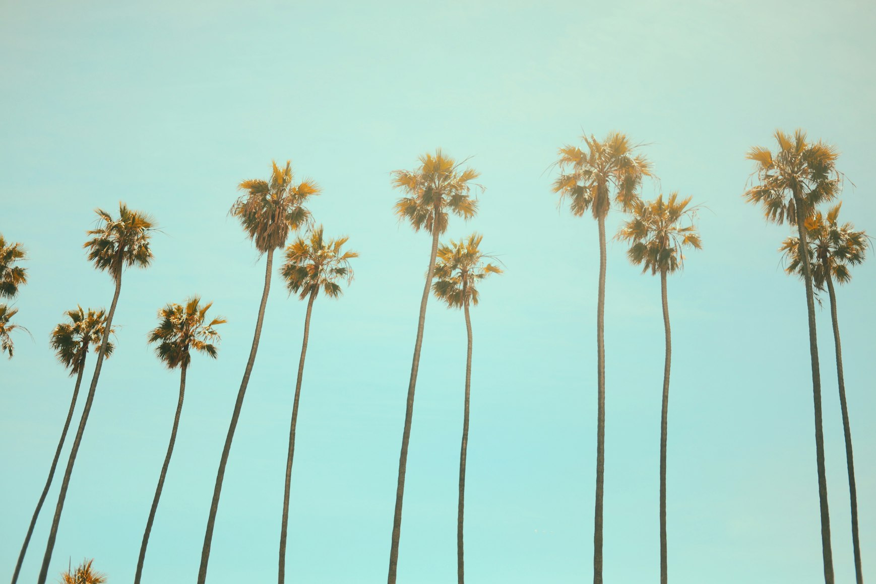 two rows of palm trees across a teal color sky