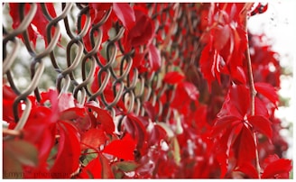Vivid red leaves entwine through the links of a metal fence, creating a striking contrast. The fence appears to be made of interwoven, slightly curved vertical metal slats, while the leaves resemble those of a vine, densely covering the structure.
