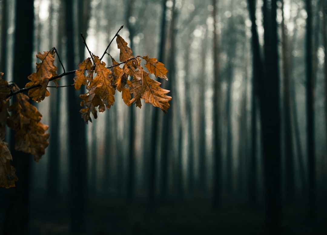 selective focused photo of brown leaf tree