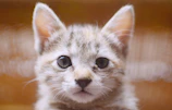 A close-up of a kitten’s bright eyes looking curiously at the camera.