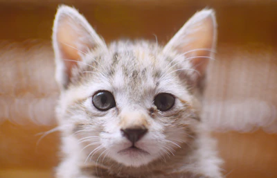 A close-up of a kitten’s bright eyes looking curiously at the camera.