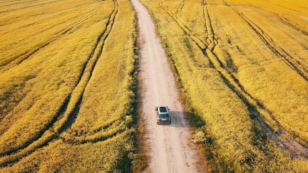 道路の真ん中に灰色の車