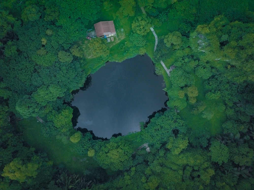 aerial photo of a body of water between trees