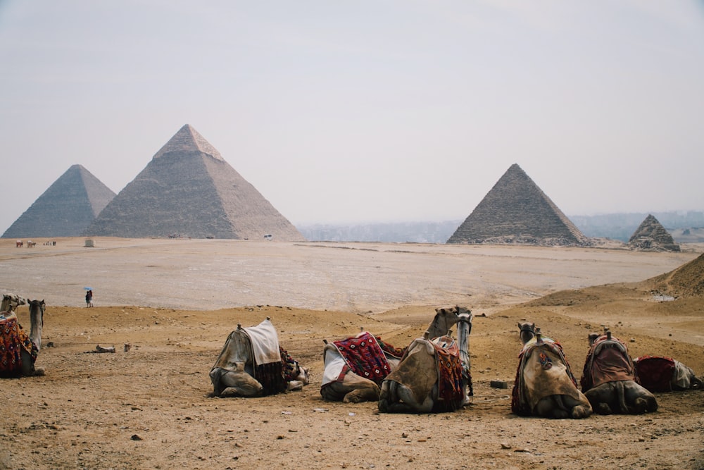 Fünf Kamele sitzen auf dem Boden