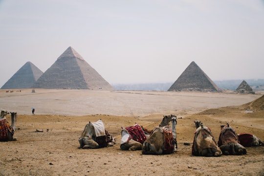 five camel sitting on ground in Giza Necropolis Egypt