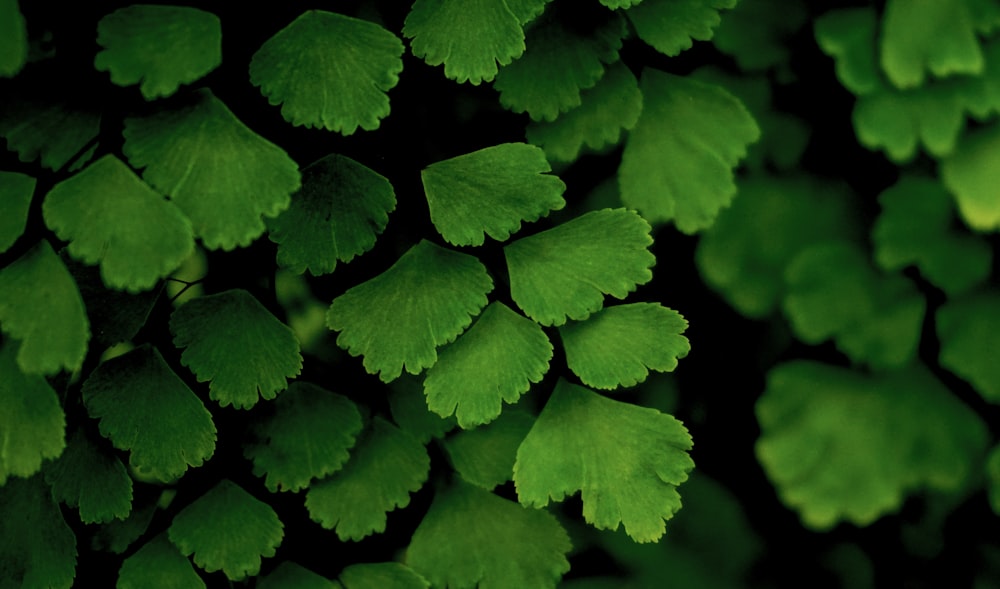 green leaves