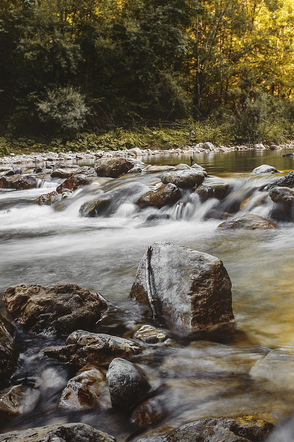 river near green trees during daytime