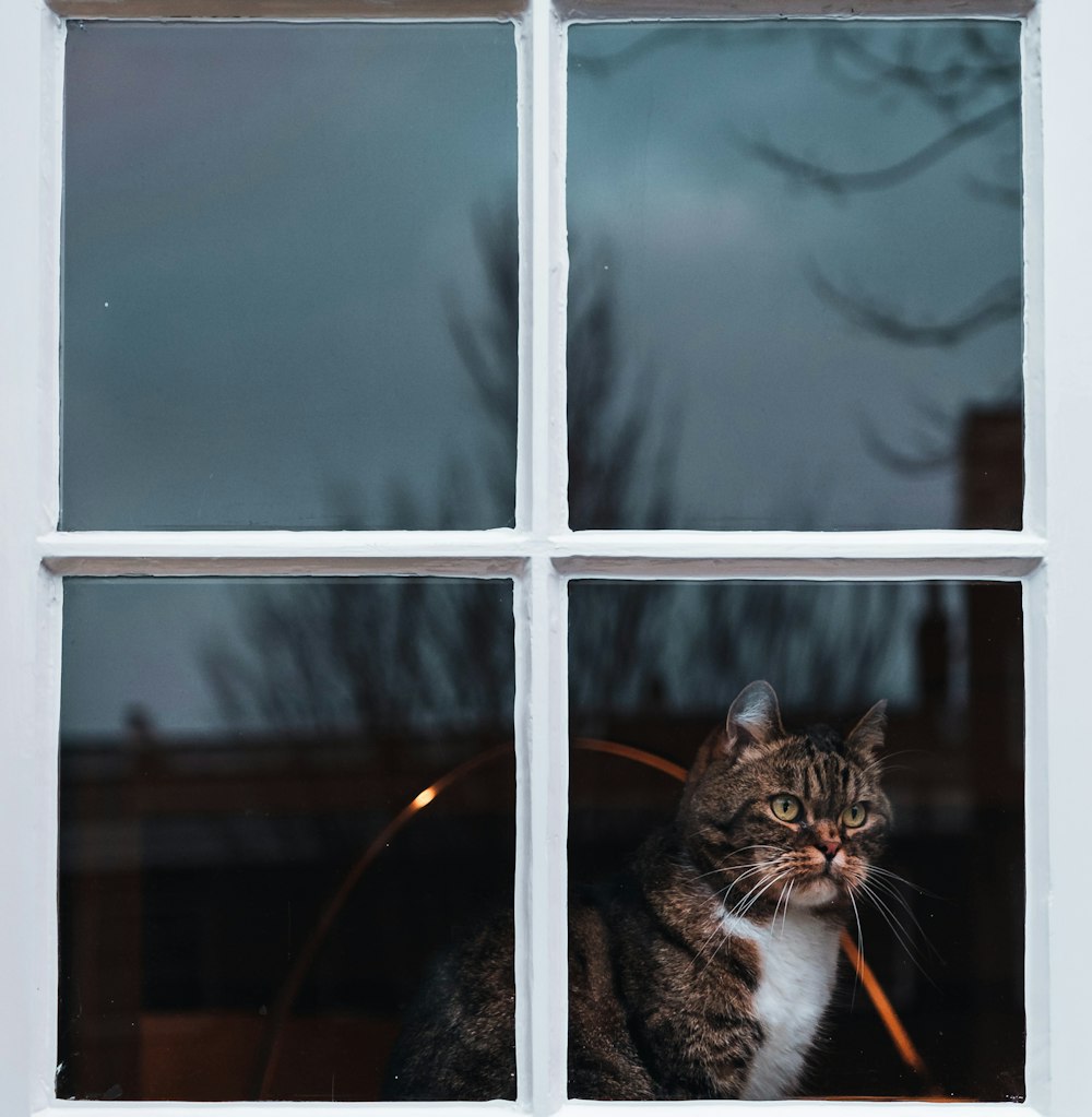 窓に見る銀のぶち猫
