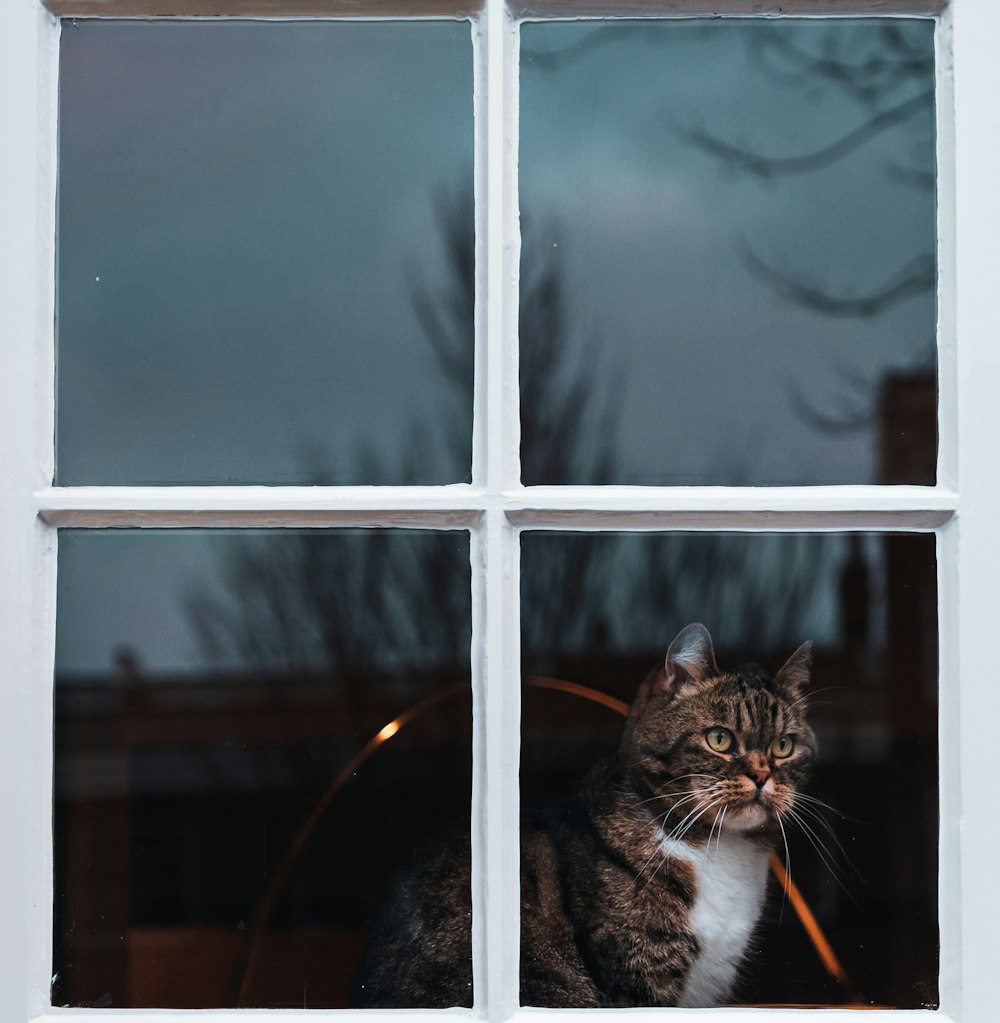 gato atigrado plateado viendo en la ventana