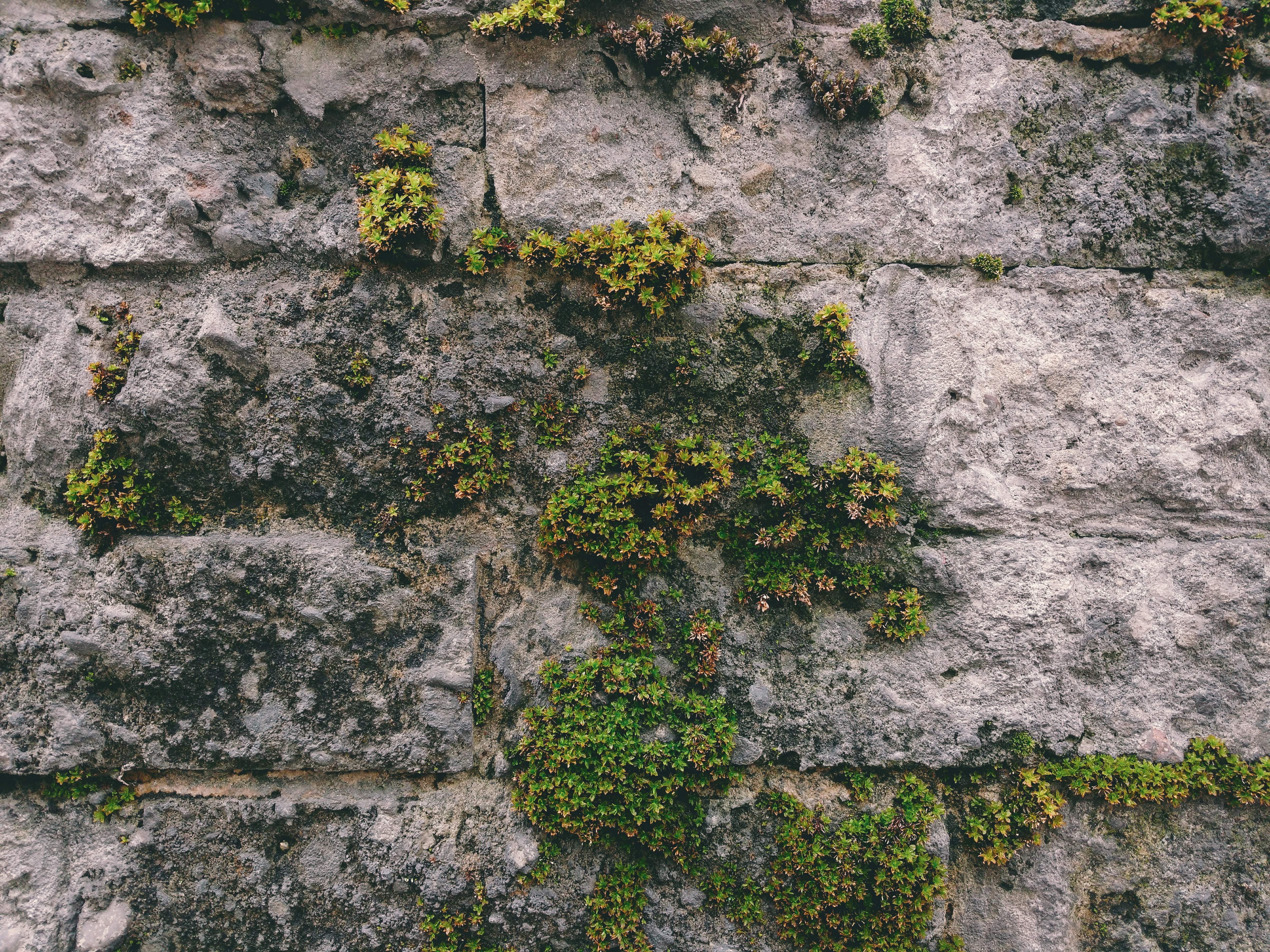 gray concrete wall with green moss