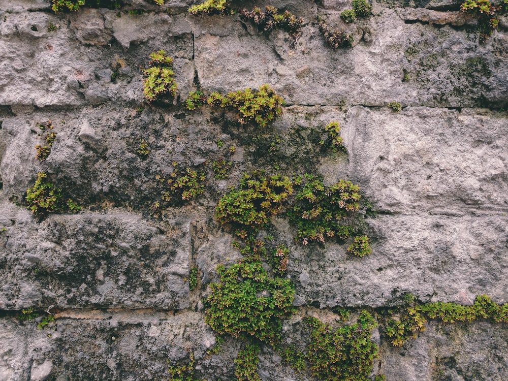 gray concrete wall with green moss