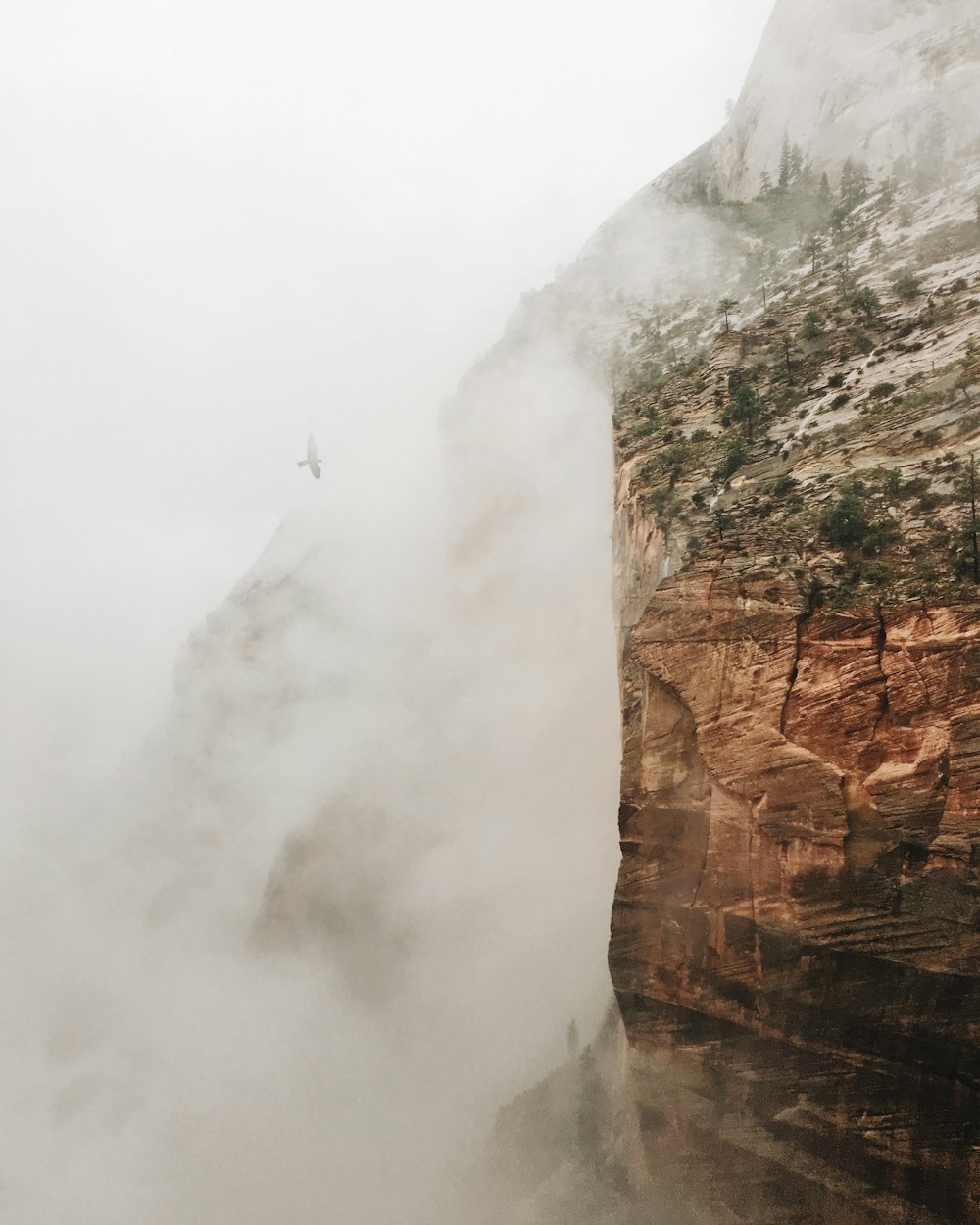 time lapse photography of flying bird near mountain range