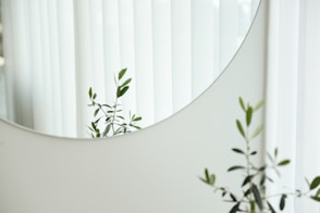 green leafed plant