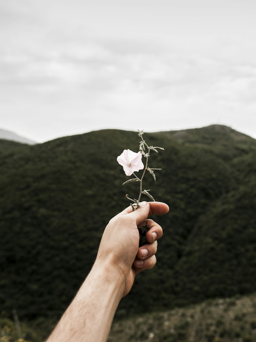 Persona che tiene il fiore dai petali bianchi