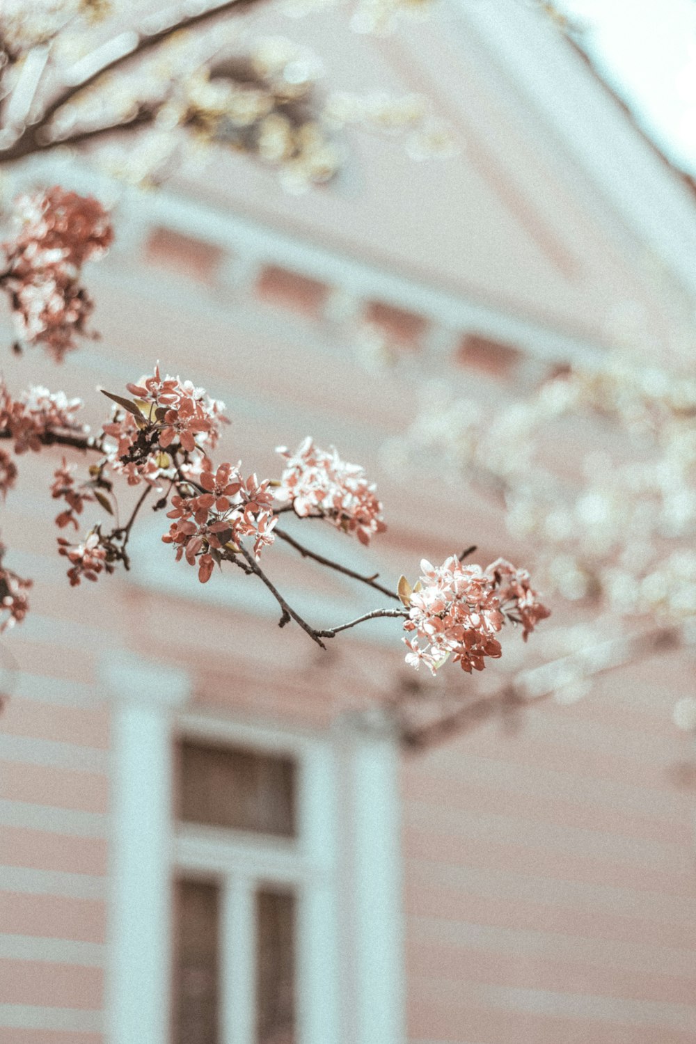 pink flowers in shallow focus shot