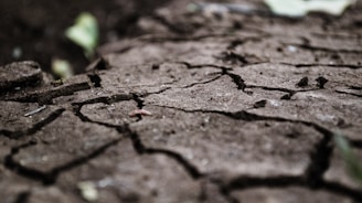 Close-up view of dry, cracked soil suggesting drought or arid conditions. The earthy surface is marked by numerous fissures with a slightly blurred background.