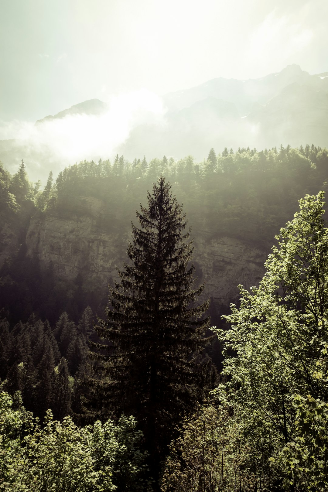 Tropical and subtropical coniferous forests photo spot Seealpsee Zernez