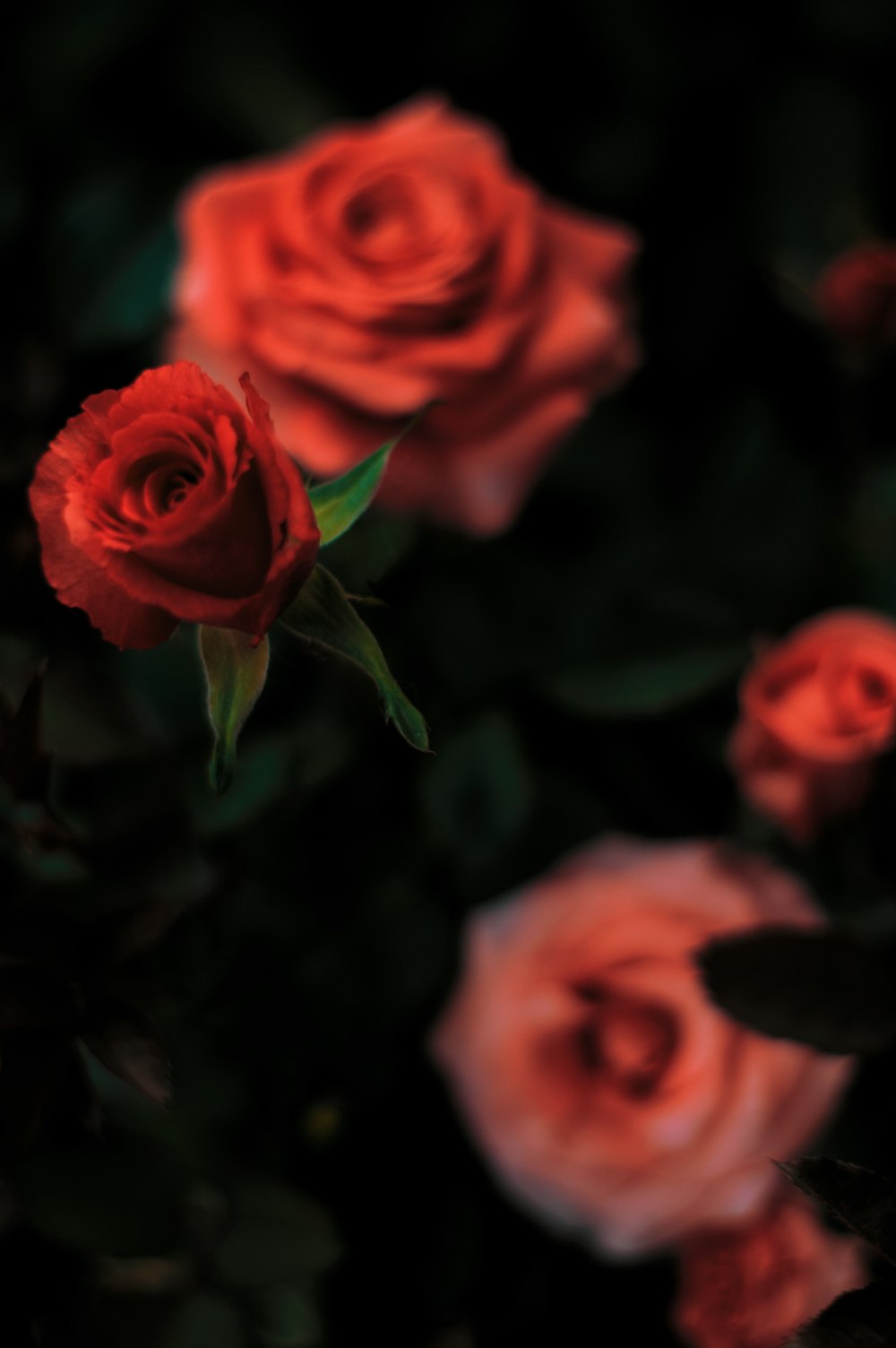 red rose in shallow focus photography