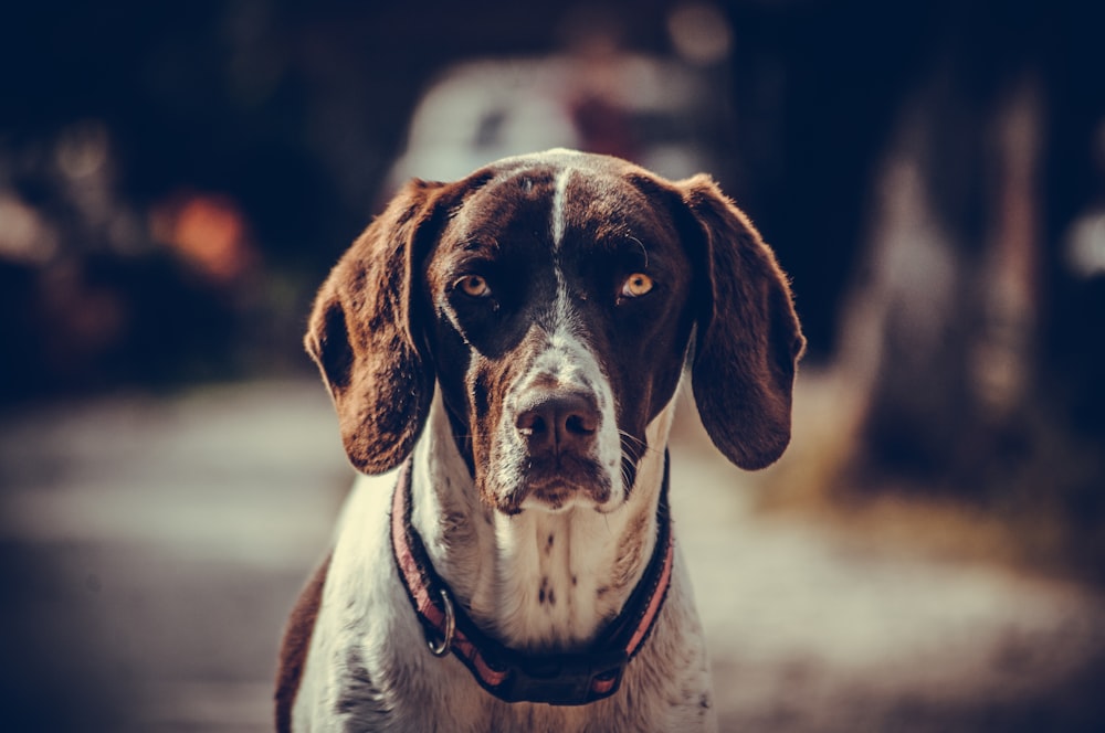 short-coated brown and white dog