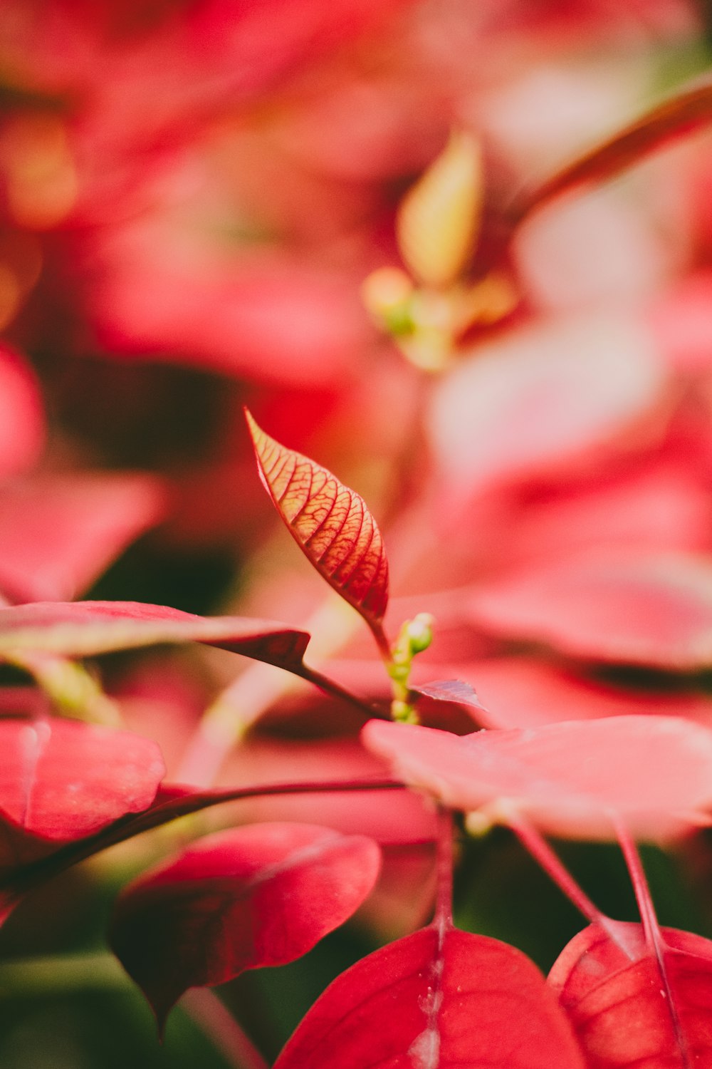 planta de folha vermelha