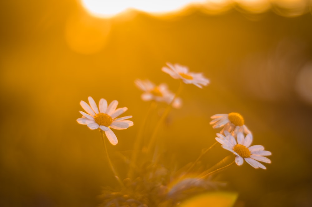 ox-eyed daisy during golden hour