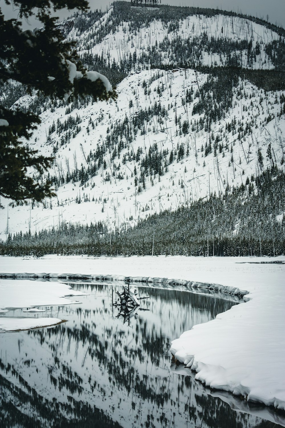 Graustufenfotografie von Kiefern, die tagsüber von Schnee bedeckt sind