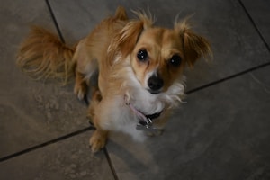 A small dog with light brown and white fur is sitting on a tiled floor, looking up with large dark eyes. The dog has fluffy ears and a tail, and is wearing a collar with a tag.