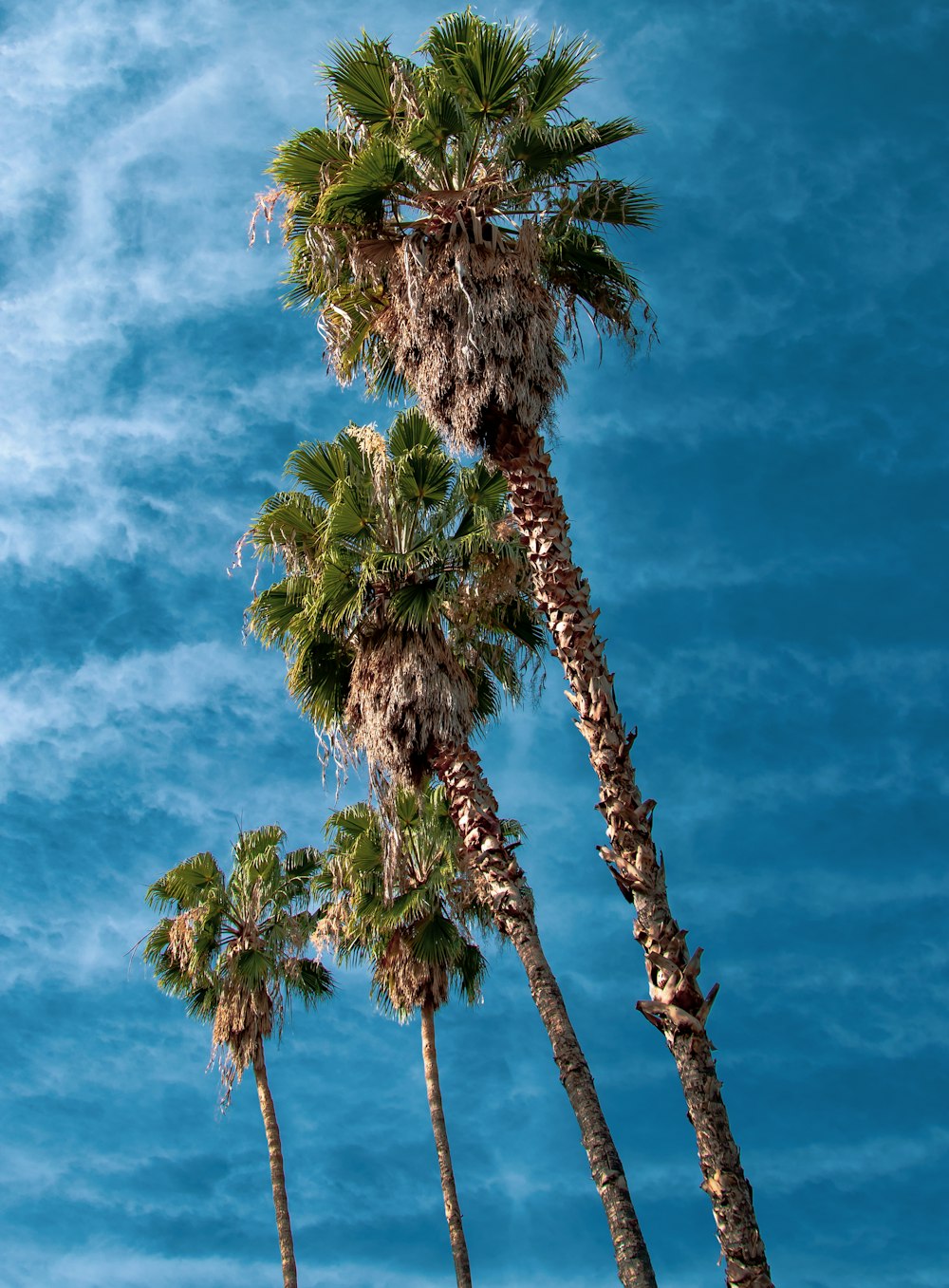 four palm oil trees under blue sky