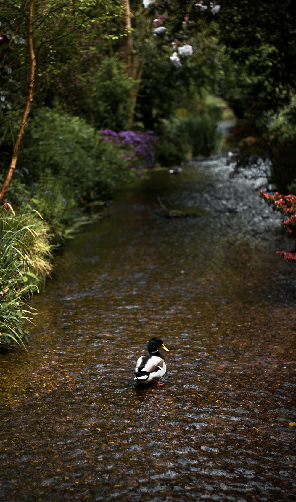 mallard duck on stream