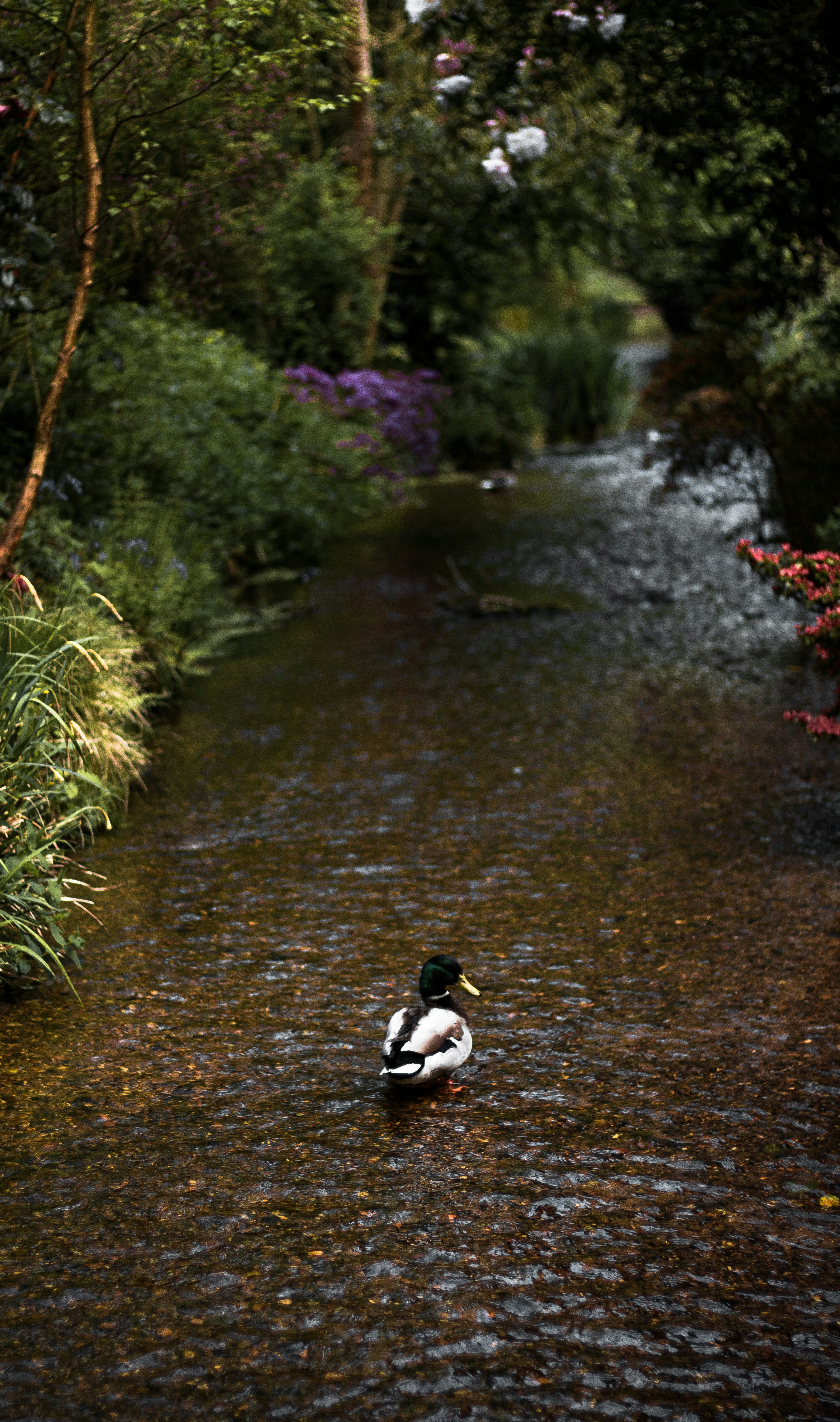 Duck in a stream.