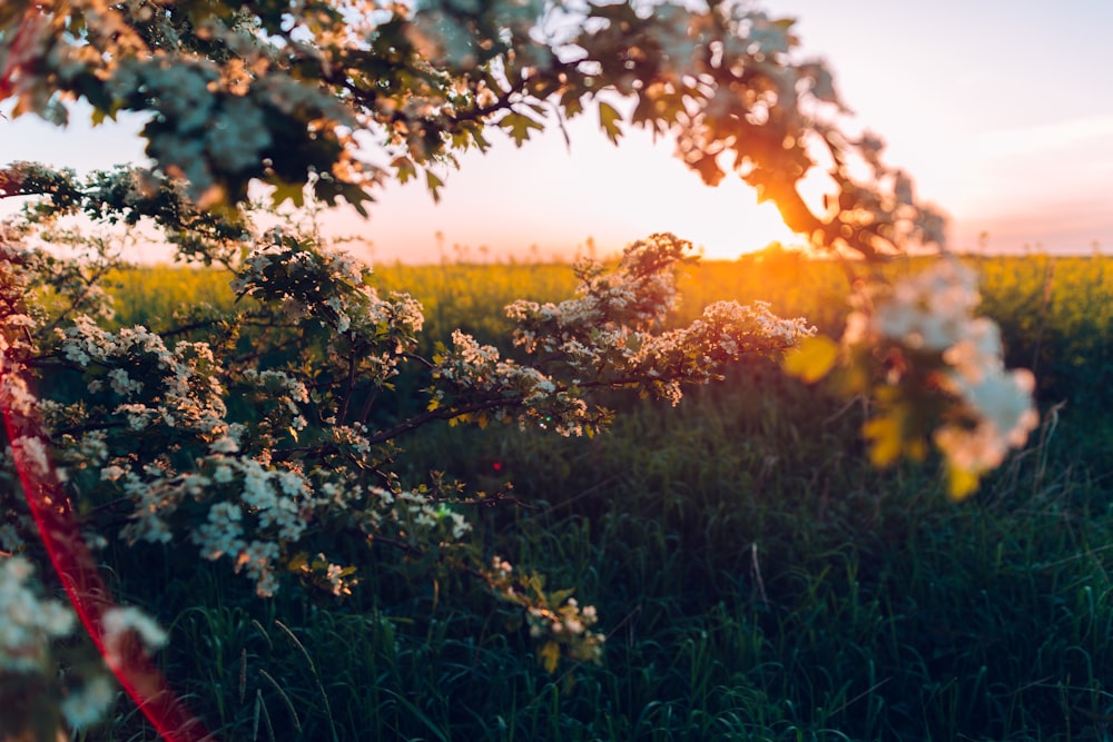 Weiße Blüten in grünen Gräsern