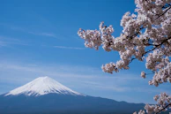 Cherry blossoms framing the historic Takao Mountain trail in early spring.