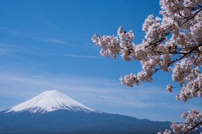 cherry blossom distance with mount fuji, japan sakura teams background