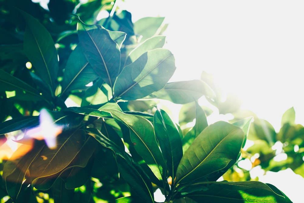 green leafed plant