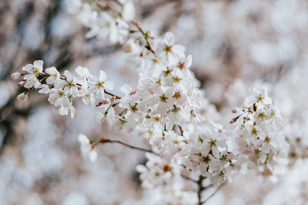 white flowers