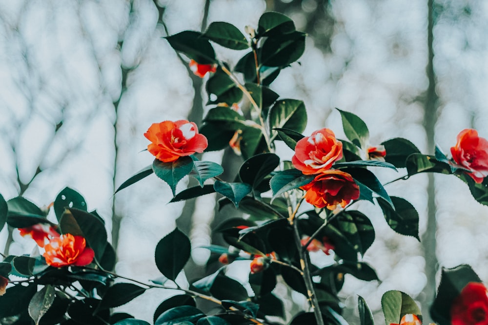 tilt shift lens photography of red flower